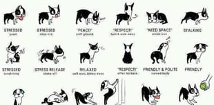 Learning to read your dog's body language with dog expert Tracey Prall