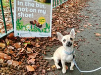 No fines until dog ban signs are put up