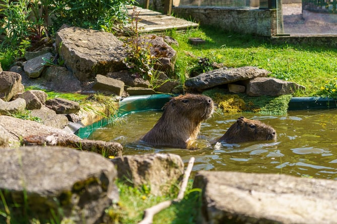 Capybara have a splashing good time in their pool