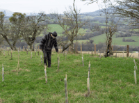 Abergavenny based charity continue mission to plant 1 million trees