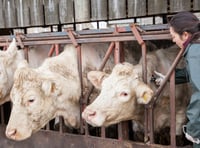 FUW presents options to on-farm slaughter to  Bovine TB group
