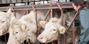 FUW presents options to on-farm slaughter to  Bovine TB group
