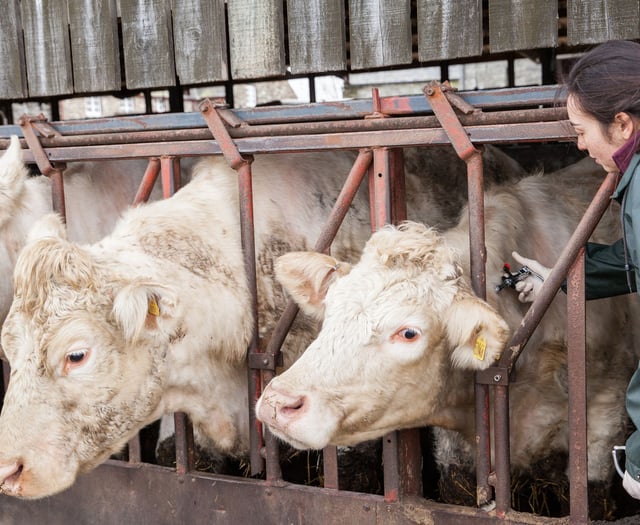 FUW presents options to on-farm slaughter to  Bovine TB group
