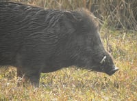 
Abergavenny man’s wild boar hunt ends badly 