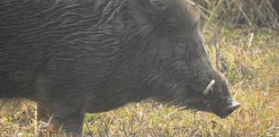 
Abergavenny man’s wild boar hunt ends badly 