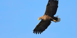 Estuary sea eagle plan