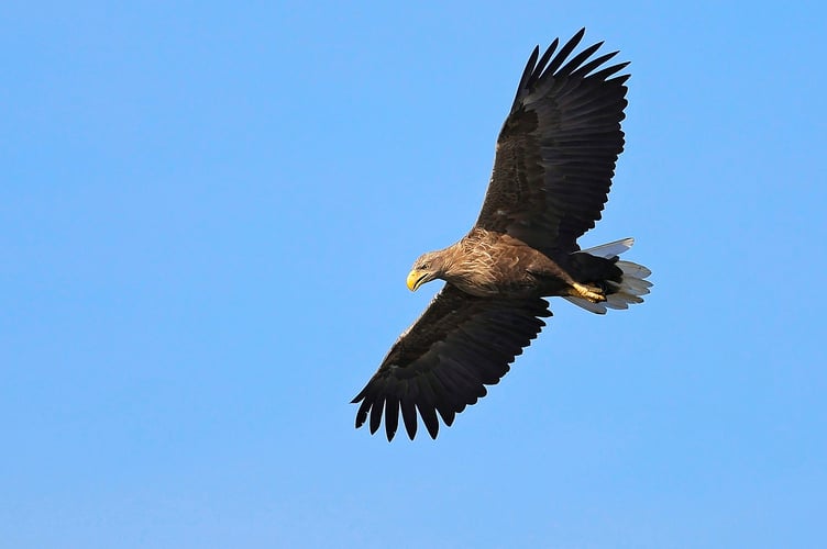 A white-tailed eagle