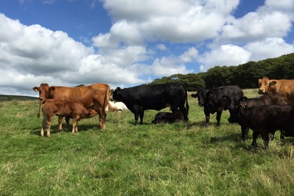 Grass Staggers in Cattle