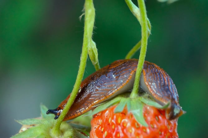 Slug on a strawberry