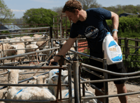 Blowfly warning for local farms