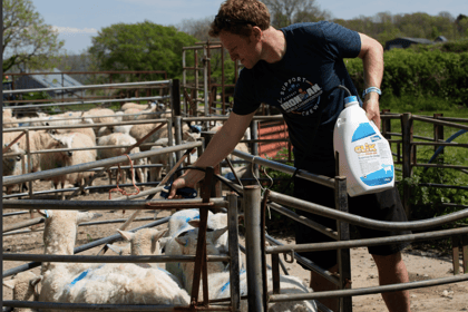 Blowfly warning for local farms