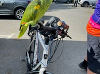 
Plucky parrot rides 240 miles for charity
