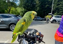 
Plucky parrot rides 240 miles for charity
