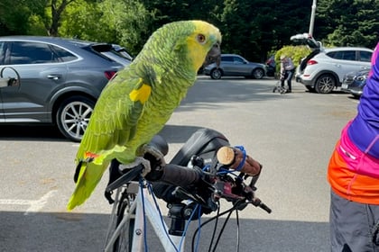 
Plucky parrot rides 240 miles for charity
