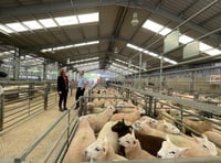 Labour candidate and farming minister visit Raglan Livestock Market