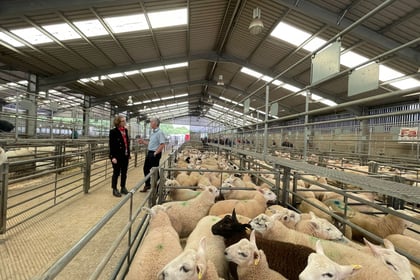 Labour candidate and farming minister visit Raglan Livestock Market
