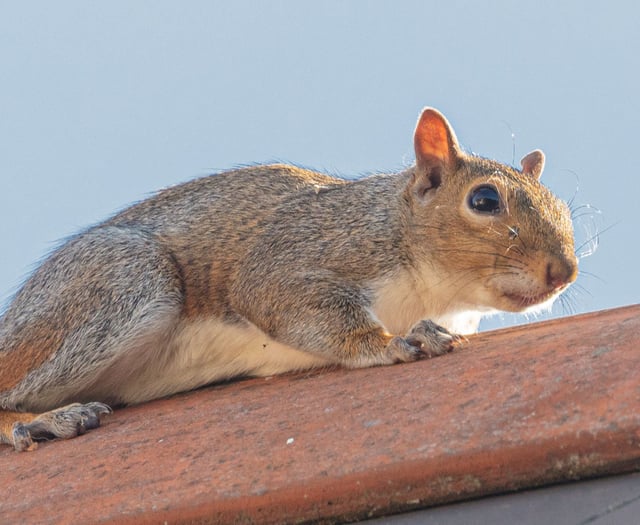 Don't let squirrel damage drive you nuts