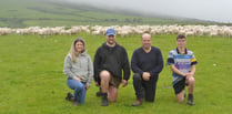 Sheep involved in genetics scheme finishing lambs earlier than normal