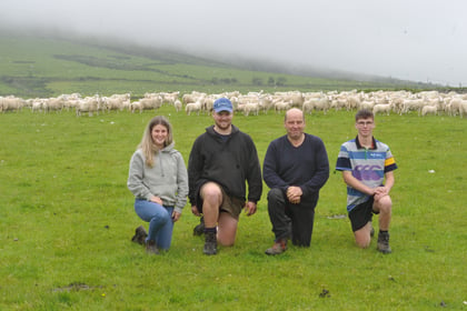 Sheep involved in genetics scheme finishing lambs earlier than normal