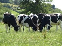 Farming industry feedback shapes new changes to TB testing announced.