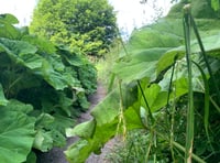 
Is there a giant hogweed threat on the Ross Road footpath? 