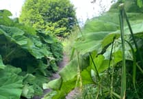 
Is there a giant hogweed threat on the Ross Road footpath? 