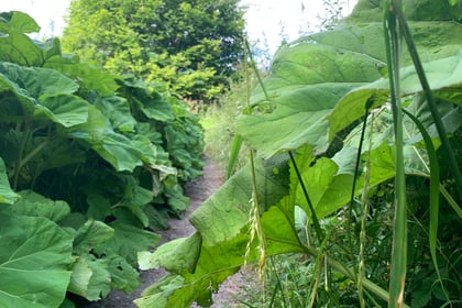 
Is there a giant hogweed threat on the Ross Road footpath? 