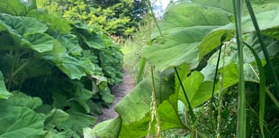 
Is there a giant hogweed threat on the Ross Road footpath? 