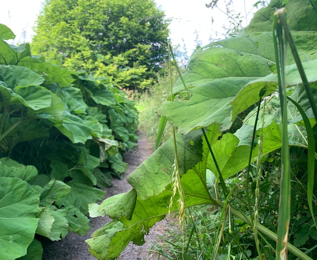 
Is there a giant hogweed threat on the Ross Road footpath? 