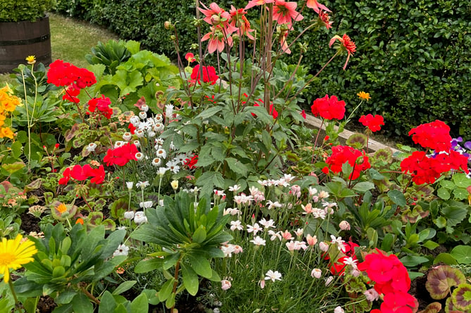 Flowers in Bailey Park