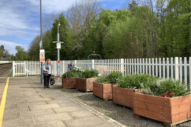 Aber in Bloom