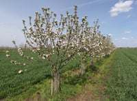 Lloyds Banking Group offers financial aid for agroforestry projects