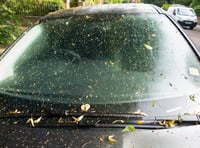 Avoid damaging your car by using online hacks to clean tree sap