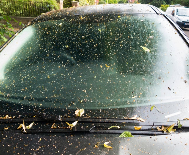 Avoid damaging your car by using online hacks to clean tree sap