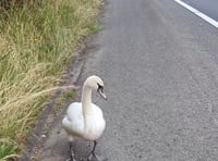 Hot Fuzz motorway rescue for swan!