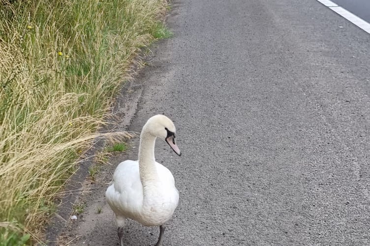 The swan on the hard shoulder of the M48.