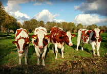 The search begins for Dairy Stockperson of the Year