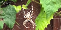 The Editor Writes: The curse of the September spider invasion