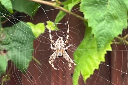 The Editor Writes: The curse of the September spider invasion