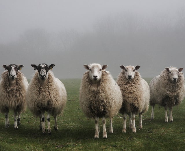 Farmers urged to be vigilant as bluetongue reaches Wales