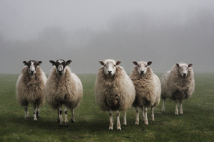 Sheep in fog