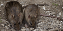 Farmers urged to step up fight against rodents as temperatures drop