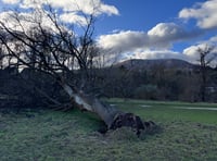 
WATCH: Iconic tree torn down by Storm Darragh!