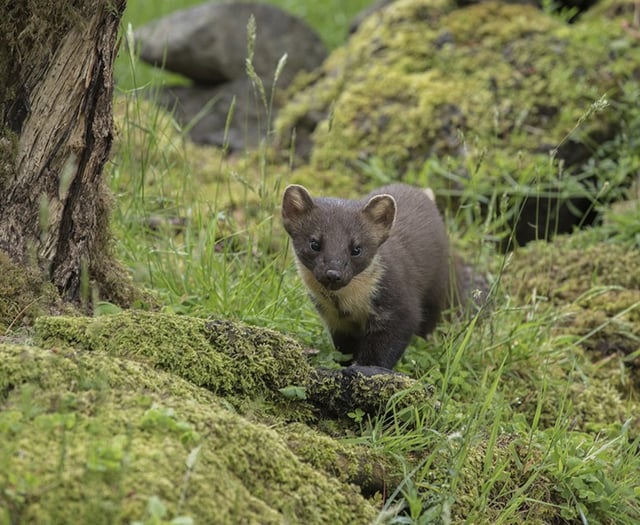 Pine Marten makes a return to Wales