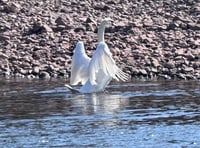 
Swan Lake or the River Usk? 