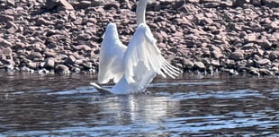 
Swan Lake or the River Usk? 